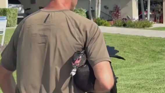 Florida duck that terrorized neighborhood moved to new home