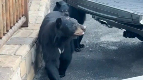 Bears steal groceries from family's pick-up: 'That's our food!'