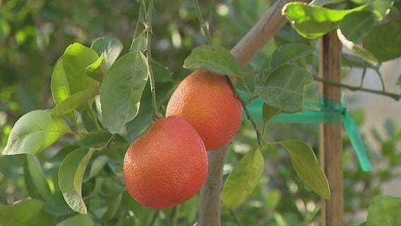 Gardening season starts in the Valley