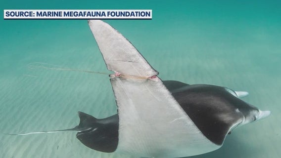 New manta ray species discovered off off the coast of Florida