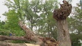 Storm damage lingers amid Minneapolis park worker strike