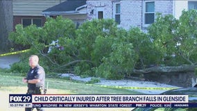 Toddler loses arm after tree branch falls