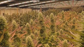 Minnesota AG's letter to Congress worries hemp industry