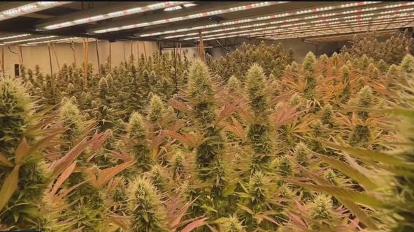 Minnesota AG's letter to Congress worries hemp industry