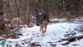 Possible 'wolf-dog hybrid' spotted in northern MN