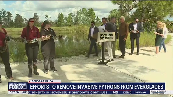 Florida continues plan to remove 'predator' pythons