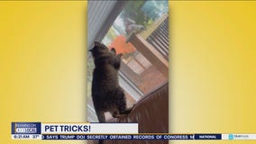 Pet Tricks for Wednesday, December 11