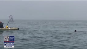 Kayakers' shark encounter at Half Moon Bay caught on video