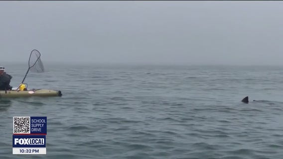 Kayakers' shark encounter at Half Moon Bay caught on video