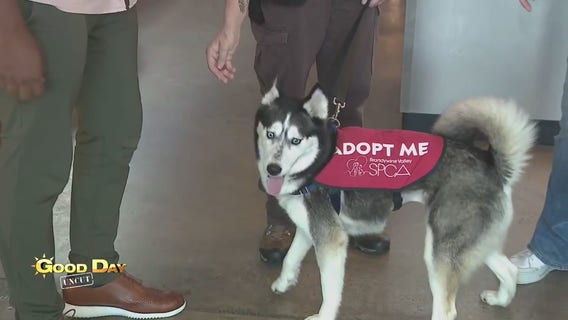 Good Day Uncut: Brandywine SPCA