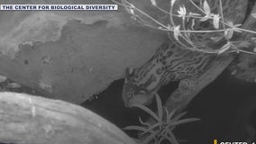 Endangered Orcelot spotted on Arizona trail cam