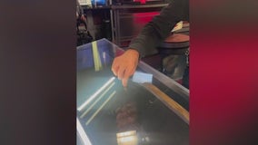 Wasp surprises FOX 5 anchors during newscast