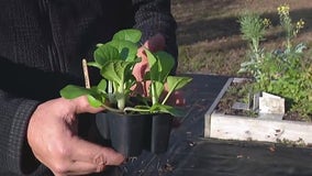 Gardening for the ‘fake spring’