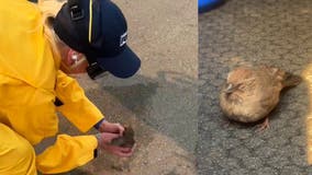 FOX 11's crew rescued bird from fire scene