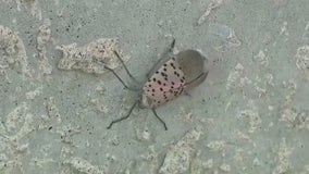 Spotted lanternfly continues spread across U.S., Georgia