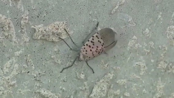 Spotted lanternfly continues spread across U.S., Georgia