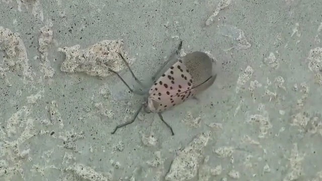 Spotted lanternfly continues spread across U.S., Georgia