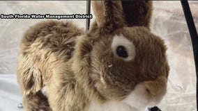 Fighting pythons with robotic rabbits