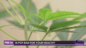 Marijuana Dangers: Will it give you Cancer?