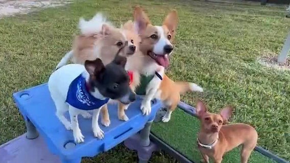 Central Florida dogs taking part in Puppy Bowl 2025