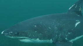 The undersea thrills of 2024's Shark Week