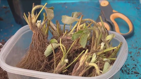 Strawberry season is right around the corner