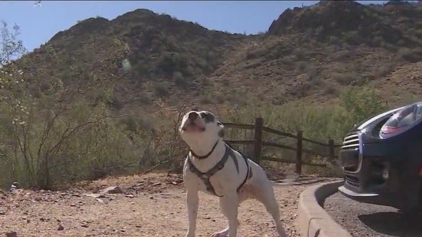 Dogs banned from trailheads in hot temperatures