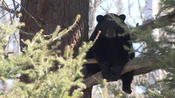 Wisconsin bear attack: Bear still at large as DNR ends trapping efforts