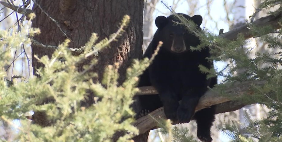 Wisconsin bear attack: Bear still at large as DNR ends trapping efforts