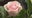 Flower meanings, symbolism