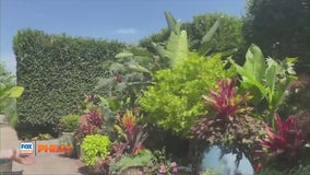 FOX Weather Philly: Longwood Gardens Kitchen Garden