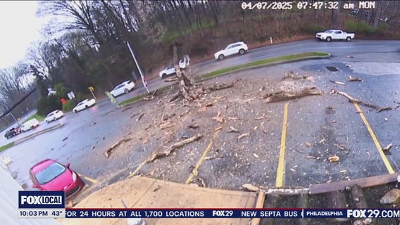 Driver escapes after massive tree falls onto SUV in Chester County