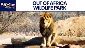 On safari | Drone Zone