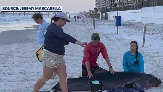 Pygmy sperm whale dies after washing ashore in Daytona Beach Shores