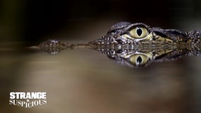 Orange alligators? South Carolina gators emerge from winter brumation with new look