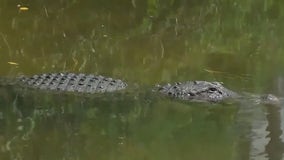 Florida 21-year-old man arrested after allegedly illegally killing 13 American alligators