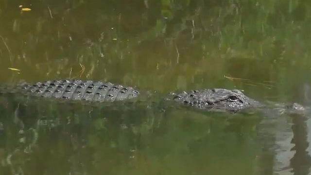 Florida 21-year-old man arrested after allegedly illegally killing 13 American alligators