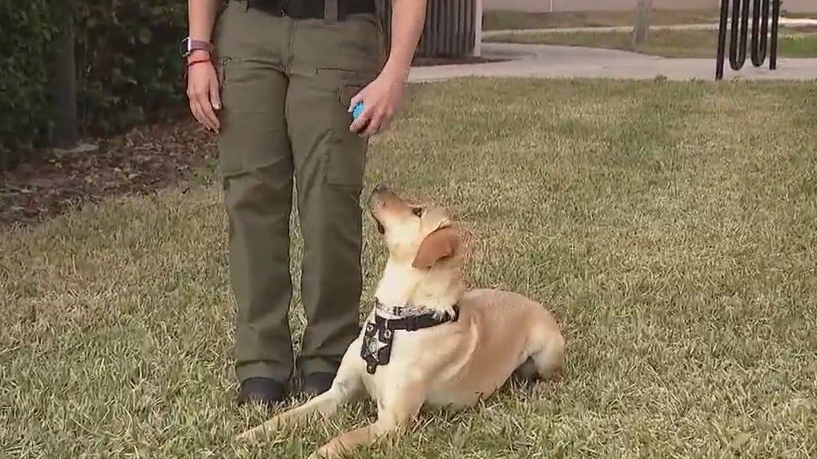 Meet K-9 Samba, credited with finding loaded gun at school