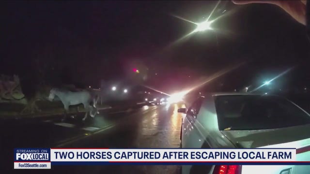 Caught on camera: Horses on the run corralled in Tacoma