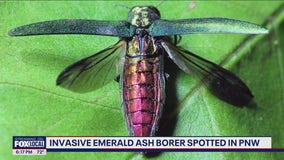 Invasive beetle capable of wiping out ash trees spotted near WA