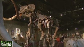 Woolly mammoths group survived for centuries