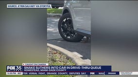 Python slithers into car at South Florida drive-uhru