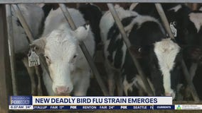 US dairy worker tests positive for new bird flu variant