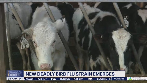 US dairy worker tests positive for new bird flu variant