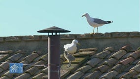 Baby seagull lands moments before white smoke signals new pope
