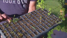 Moving your plants and cuttings to make space