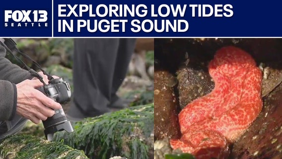 Exploring Puget Sound low tides with the Seattle Aquarium