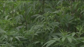 Major medical marijuana expansion set for debate in next Georgia legislative session