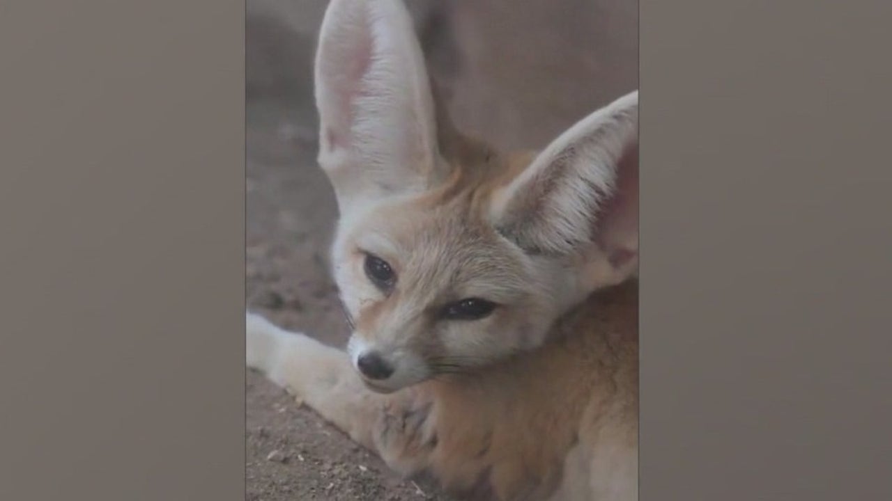 Meet Hunter, the Phoenix Zoo's newest resident | FOX 10 Phoenix