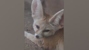 Meet Hunter, the Phoenix Zoo's newest resident